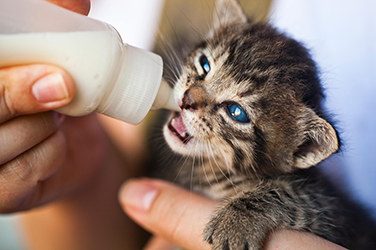 Animal Welfare